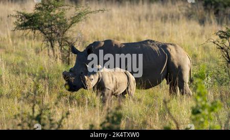 Rhinoceros bianco (Ceratotherium simum) Riserva Naturale di Pilanesberg, Sudafrica Foto Stock