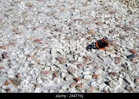 Farfalla ammirale rossa in cemento e pietre. Foto Stock