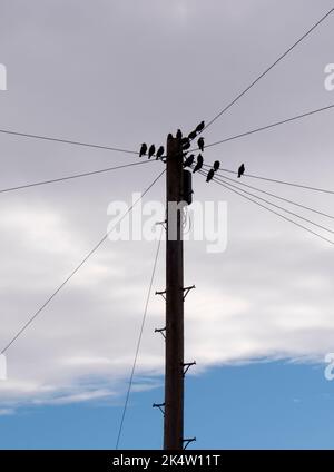 Non c'è niente di più prosaico di un gregge di uccelli - mi sembrano delle stelle - arroccato su cavi telefonici. Eppure, data la giusta illuminazione o dr Foto Stock