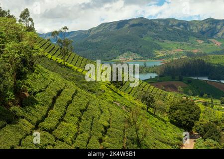 Montagne torreggianti, piantagioni di tè, fiume, cielo blu e bianco, riflesso visibile in acqua, il dono della natura di verde ovunque è il modo in cui si può e Foto Stock