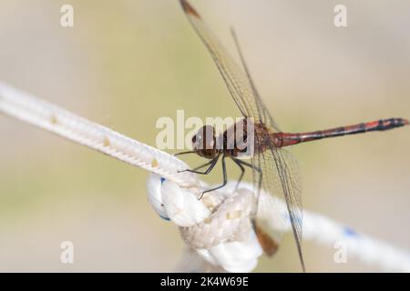 dragonfly appollaiare su una corda bianca in chiuso Foto Stock