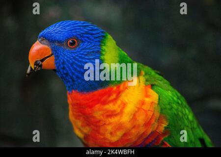 Primo piano ritratto di un Parakeet che mangia un seme, Sudafrica Foto Stock