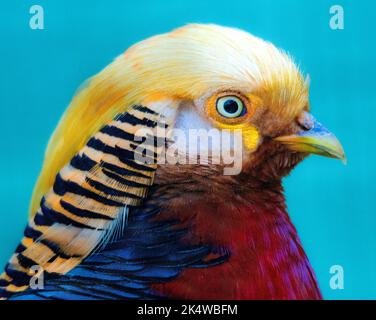 Primo piano di un fagiano dorato, Sudafrica Foto Stock