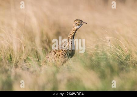 Tinamou in ambiente prateria, Pampas, Argentina Foto Stock