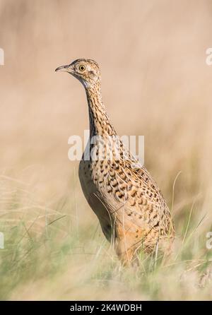 Tinamou in ambiente prateria, Pampas, Argentina Foto Stock