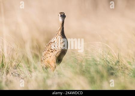 Tinamou in ambiente prateria, Pampas, Argentina Foto Stock