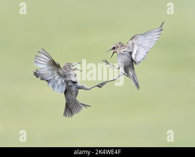 Coppia di giovani storni, Sturnus vulgaris, quarreling, Lancashire, Regno Unito Foto Stock