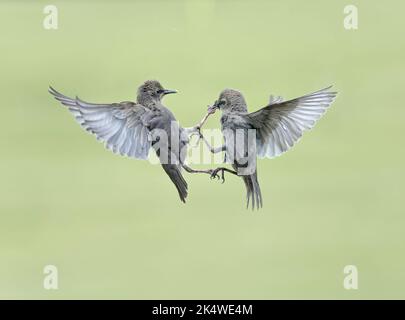 Coppia di giovani storni, Sturnus vulgaris, quarreling, Lancashire, Regno Unito Foto Stock