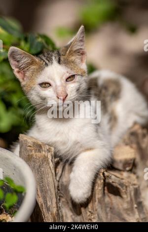 gattino carino, gatto seduto sul posto, taverna gatto in ristorante greco, taverna gatto, gattino piccolo, gattino carino Foto Stock