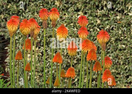 Kniphofia rooperi, il poker rosso-caldo di Rooper in fiore. Foto Stock