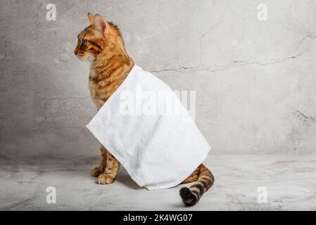 Gatto bengala in un asciugamano dopo il bagno. Spazio di copia. Foto Stock