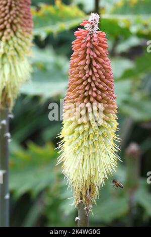 Kniphofia caulescens 'Oxford Blue' poker rosso caldo in fiore. Foto Stock