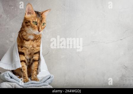 Gatto bengala in un asciugamano dopo il bagno. Spazio di copia. Foto Stock