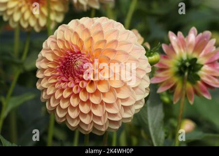 Dahlia 'Barbarry Jester' in fiore. Foto Stock