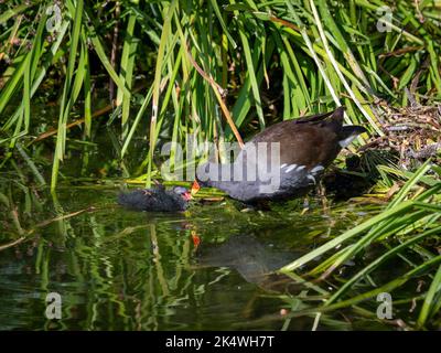 Il moorhen adulto che alimenta il suo pulcino, nell'acqua, vicino alla riva di un lago britannico. Foto Stock