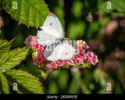 Farfalla bianco cavolo maschio che riposa su fiori rosa Statice in un giardino britannico. Foto Stock