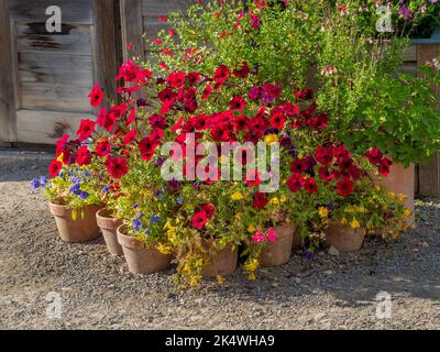 Una collezione di vasi di terracotta contenenti petunie rosse e altre piante da letto estive, all'esterno di una serra di legno. REGNO UNITO Foto Stock