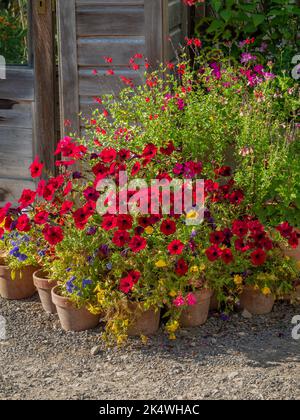 Una collezione di vasi di terracotta contenenti petunie rosse e altre piante da letto estive, all'esterno di una serra di legno. REGNO UNITO Foto Stock