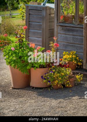 Pentole di terracotta contenenti pelargonie e panie situate all'esterno di una tradizionale serra di legno in un giardino inglese. Foto Stock