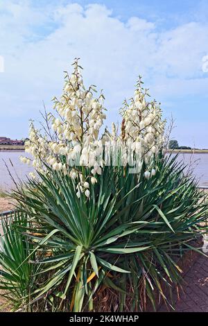 Impianto di Yucca filamentosa a Purfleet Quay, King's Lynn, Norfolk, Regno Unito Foto Stock