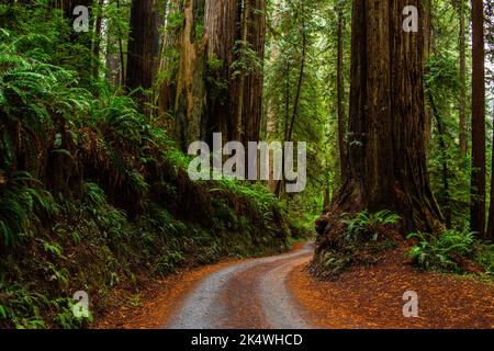 Nella foresta di sequoie tra le sequoie giganti Foto Stock