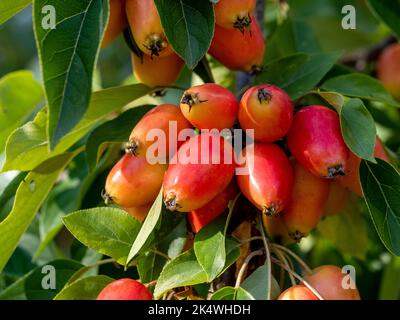 Primo piano dei frutti di colore rosso arancio di Malus ‘John Downie’ che crescono in un giardino britannico a fine estate. Foto Stock
