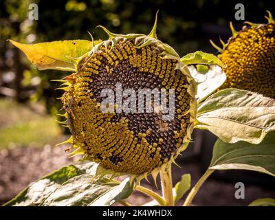 Teste di semi di girasole in un giardino del Regno Unito, a fine estate. Foto Stock