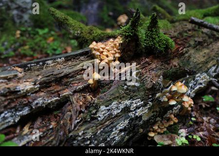 Stagione dei funghi in Spagna. Autunno nel Parco Nazionale di Ordesa e Monte Perdido nei Pirenei. Funghi di tuft di zolfo (Hypholoma fasciculare). Foto Stock