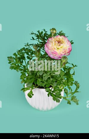 Pianta rosa 'Ranunculus asiaticus' con fiore in fiore in vaso bianco su sfondo verde Foto Stock