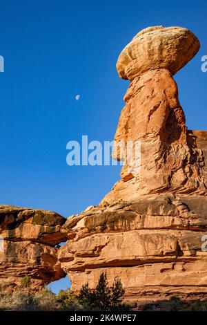 La luna e un hoodoo di roccia arenaria di Cedar Mesa a Salt Creek Canyon, Needles District, Canyonlands National Park, Utah. Foto Stock