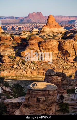 Luce all'alba sulle formazioni rocciose di arenaria di Cedar Mesa nell'area di Devil's Kitchen nel distretto di Needles di Canyonlands NP, Utah. Elaterite Butte in Foto Stock