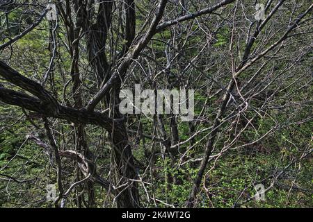 Foresta di Aokigahara in Giappone. La misteriosa foresta scura nella prefettura di Yamanashi in Giappone è anche conosciuta come Foresta suicida. Foto Stock