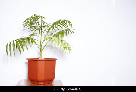 Palma Areca decorativa vicino alla parete bianca. Piante verdi per casa. Vita ecologica. Rinfrescare l'aria. Giardinaggio interno. Foto Stock