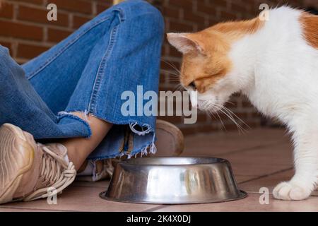 Gatto arancione e bianco che sta per il suo proprietario per mettere il cibo sul piatto mentre lo staring Foto Stock