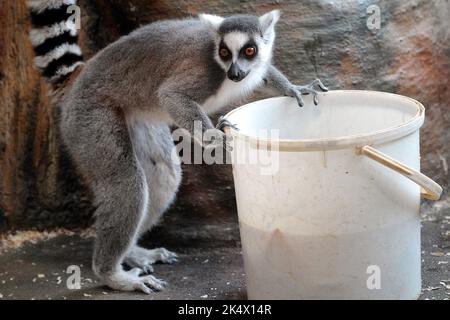 4 ottobre 2022, Dvur Kralove nad Labem, Repubblica Ceca: Limur a coda di rondine (Lemur catta) durante la pulizia serale allo Zoo di Dvur Kralove, Repubblica Ceca. (Credit Image: © Slavek Ruta/ZUMA Press Wire) Foto Stock