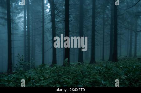 Una foresta buia e buia durante una mattinata nebbiosa con la migliore atmosfera mistica nella parte orientale della Boemia. Foto Stock