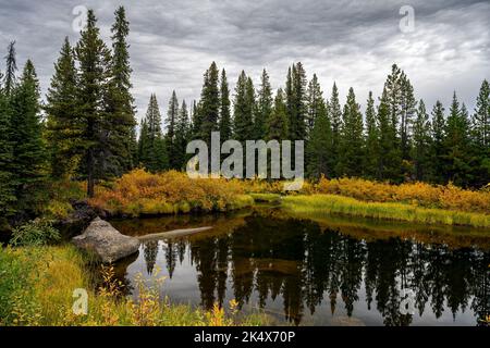 Fogliame autunnale presso il Green River nel Tweedsmuir South Provincial Park, British Columbia, Canada Foto Stock