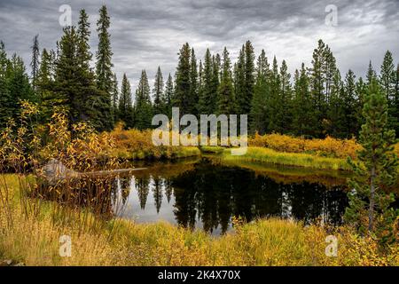 Fogliame autunnale presso il Green River nel Tweedsmuir South Provincial Park, British Columbia, Canada Foto Stock