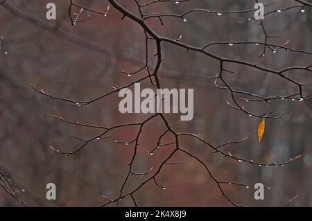 Rami di faggio in erba dopo la pioggia primaverile Foto Stock