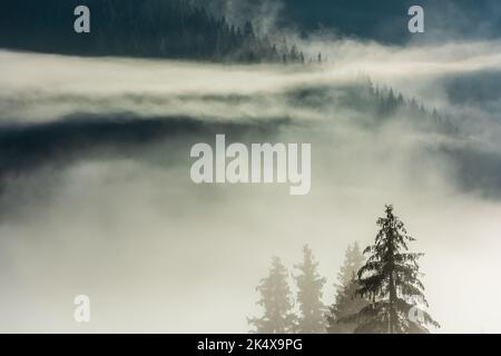 Paesaggio dell'alba mistosa con alberi sopra la nebbia nell'Europa orientale Carpazi Montagne. Transilvania, Romania. Foto Stock