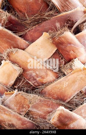 Motivo di fondo con corteccia di palma tropicale. Texture astratte della natura Foto Stock