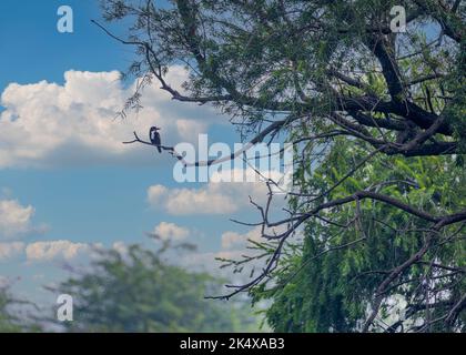 Un Martin pescatore con gola bianca che poggia su un albero Foto Stock