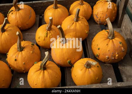 Una selezione di zucche in una cassa di legno Foto Stock