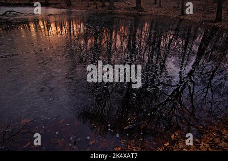 bollitore stagno che riflette alberi di foresta Foto Stock