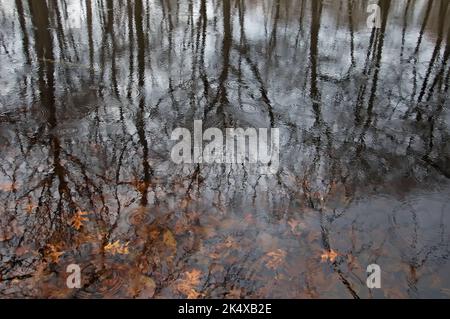 Laghetto kettle che riflette gli alberi della foresta al Alley Pond Park, Queens New York City Foto Stock