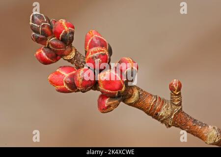 Gemme d'acero rosso all'inizio della primavera Foto Stock