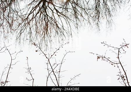 Gemme d'acero rosso nella riflessione primaverile in stagno Foto Stock