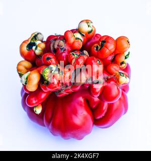 insolito unico singolare forma stranamente, gravemente malformato rosso maturo su sfondo bianco, pomodoro mutante, frutta brutta Foto Stock