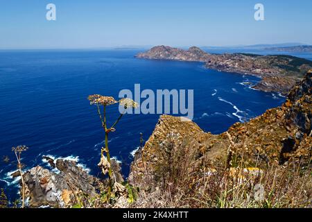 Pianta in famiglia Apiaceae (prezzemolo di mucca?) E vista guardando verso nord dalla cima di Illa de Faro o Montefaro, Isole Cies, Galizia, Spagna. Foto Stock