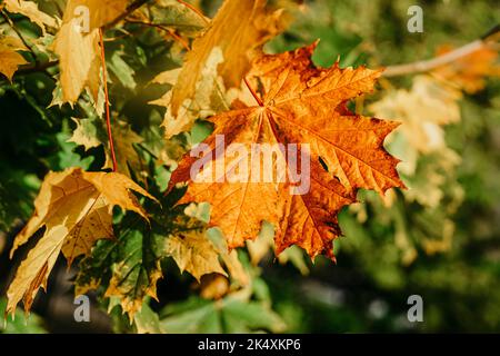 Autunno foglia di acero luminoso in rami di albero verde, sfondo naturale Foto Stock